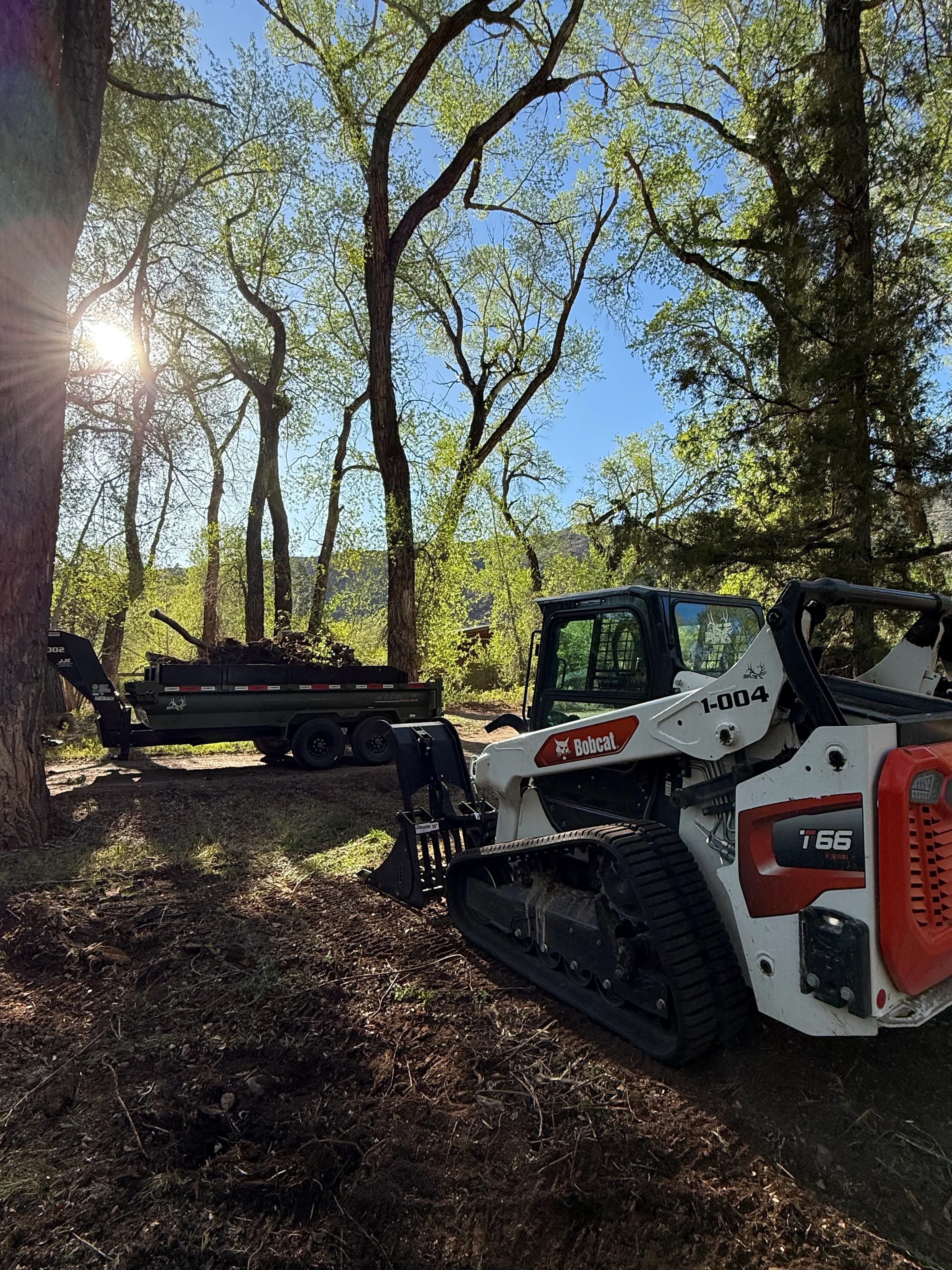 Bobcat skid steer and dump trailer clearing trees in wooded area with mature hardwoods
