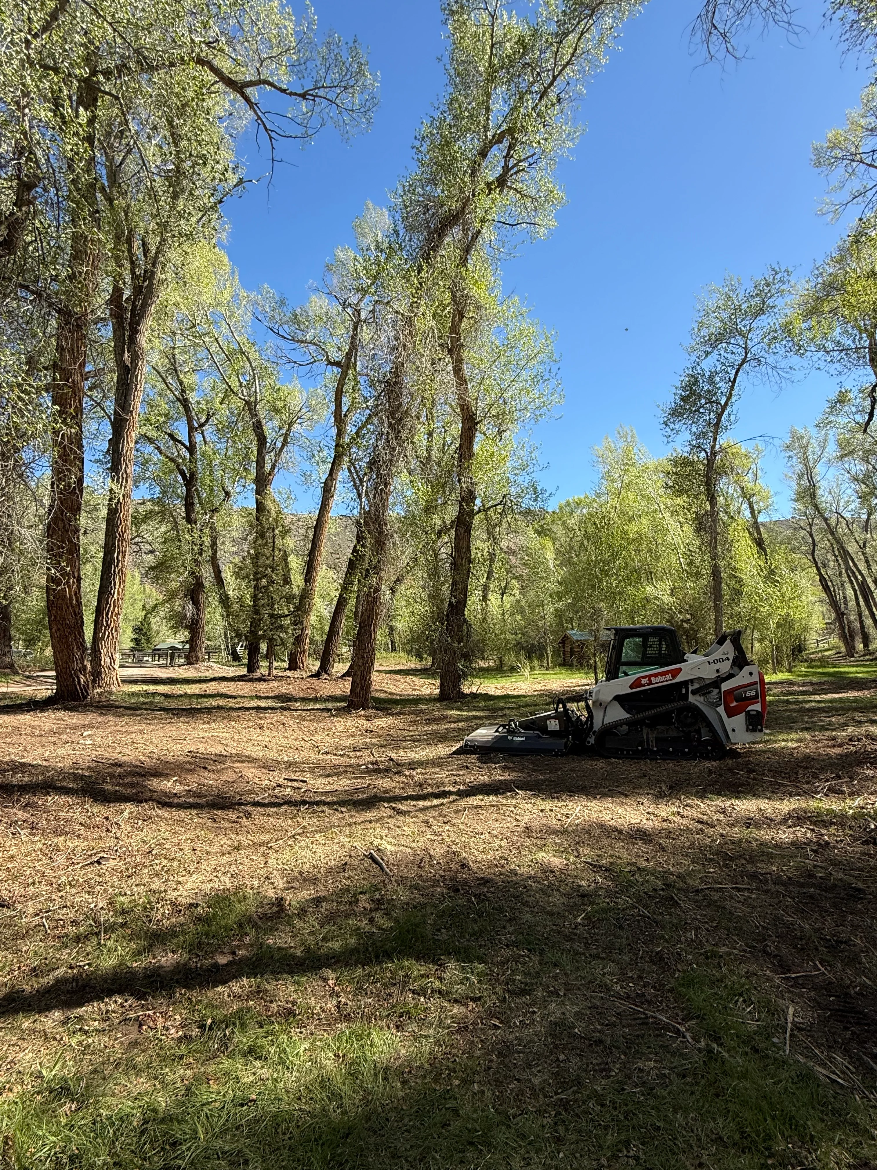 Compact track loader clearing debris from wooded area with mature trees and mulch ground cover