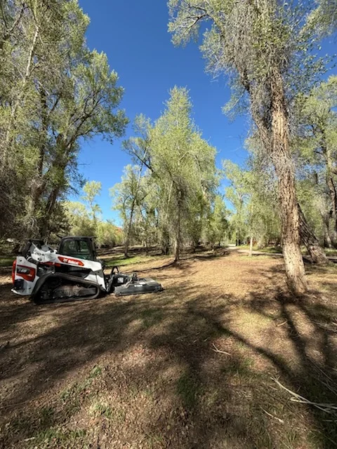 Cleared wooded lot with mature trees and equipment, ground debris removed