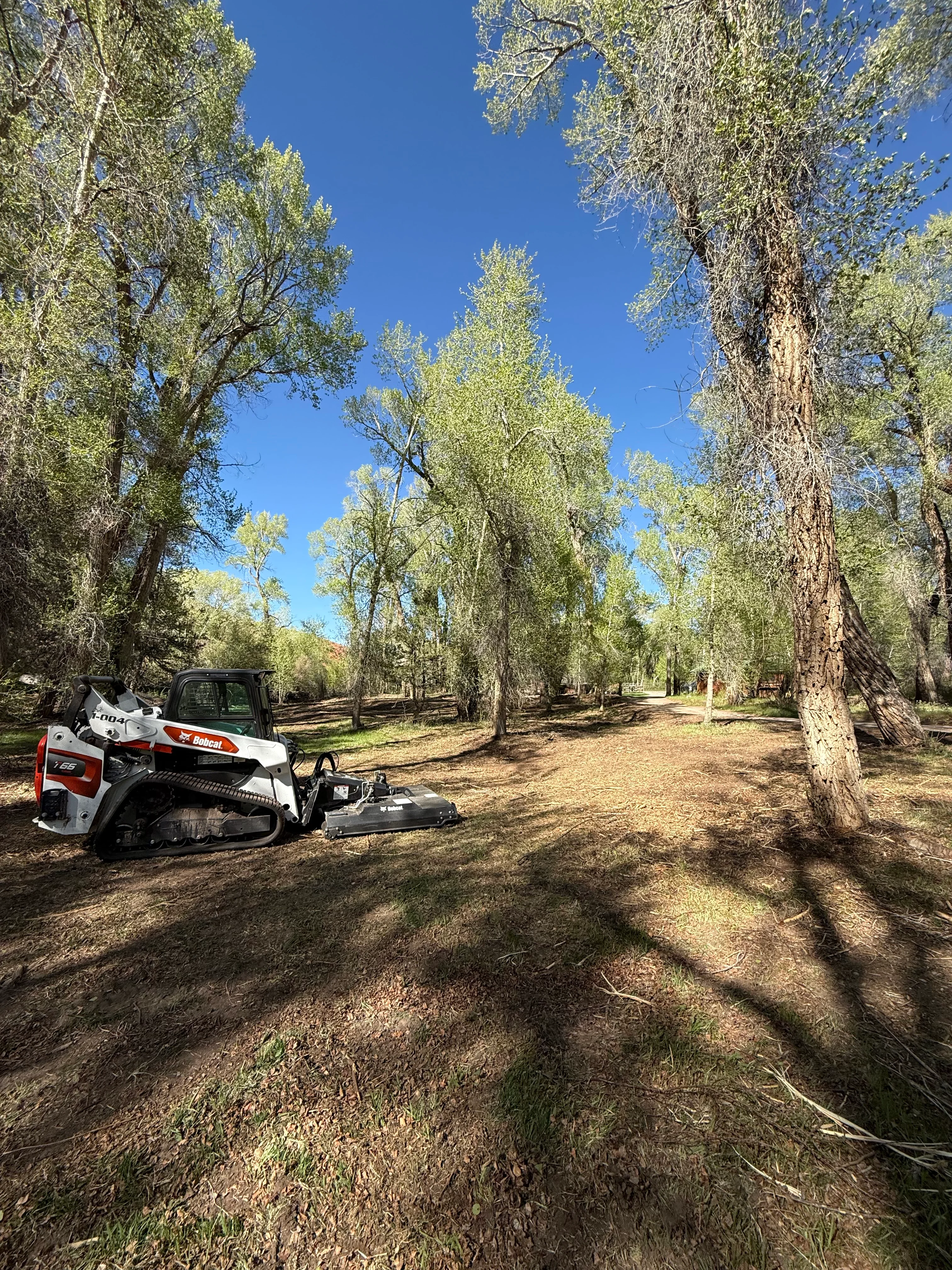 Bobcat compact track loader with clearing attachment among tall cottonwood trees on cleared forest floor
